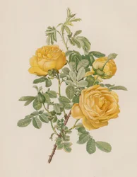 English Rose